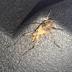 Anisopodus scriptipennis