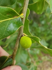 Amphibolips globulus