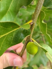 Amphibolips globulus