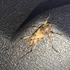 Anisopodus scriptipennis