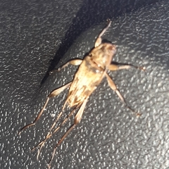 Anisopodus scriptipennis