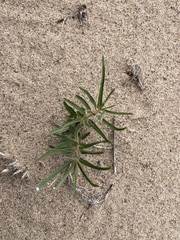 Asclepias involucrata