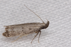 Anacampsis innocuella