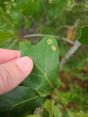 Polystepha pustuloides