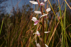 Diuris alba
