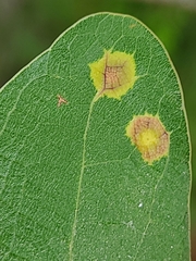 Polystepha pustuloides