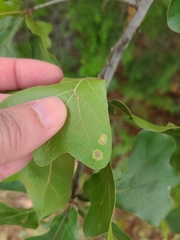 Polystepha pustuloides