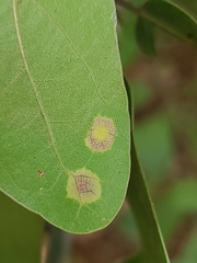 Polystepha pustuloides