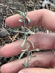 Chenopodium leptophyllum