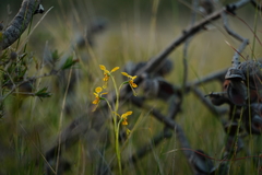 Diuris unica