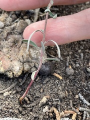 Chenopodium leptophyllum