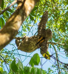 Bradypus variegatus trivittatus