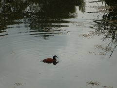 Oxyura ferruginea