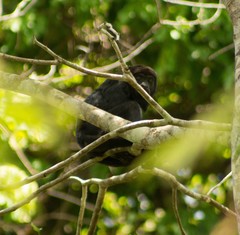Alouatta belzebul