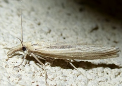 Bandera binotella
