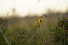Diuris unica