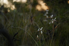 Diuris alba