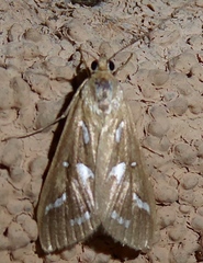 Diastictis