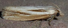 Eucosma bilineana