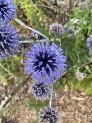 Echinops ritro