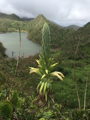 Pitcairnia micotrinensis