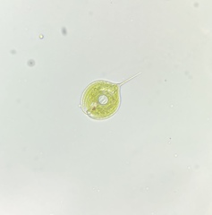Phacus longicauda