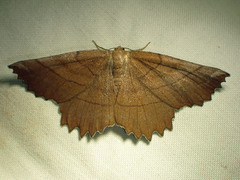 Euchlaena johnsonaria