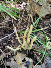 Clavaria amoenoides