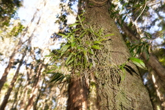 Plectorrhiza tridentata