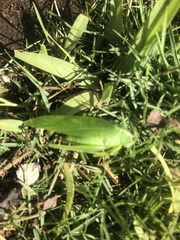 Chloroscirtus forcipatus