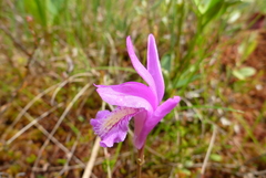 Arethusa bulbosa