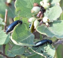 Linsleya sphaericollis