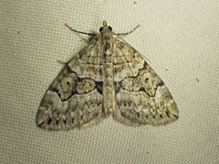 Thera contractata