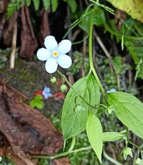 Hackelia uncinata