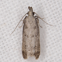 Anacampsis innocuella