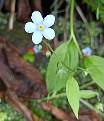 Hackelia uncinata