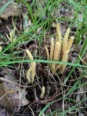 Clavaria amoenoides