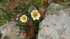 Dryas oxyodonta