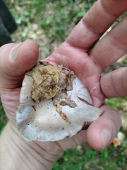 Cortinarius lilacinus