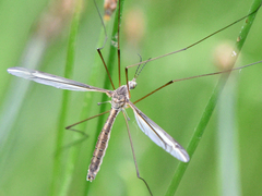 Tipula eluta