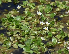 Bacopa eisenii