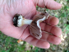Cortinarius lilacinus