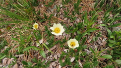 Dryas oxyodonta