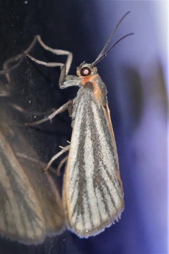 Cisthene striata Ottolengui, 1898