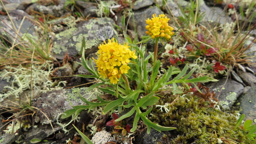 Patrinia sibirica iNat (1)