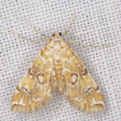 Elophila faulalis