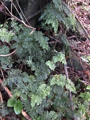Hymenophyllum scabrum