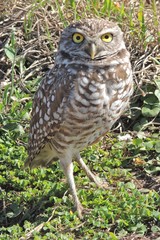 Athene cunicularia floridana