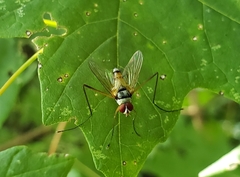 Cholomyia inaequipes