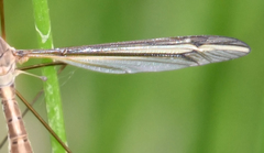 Tipula eluta
